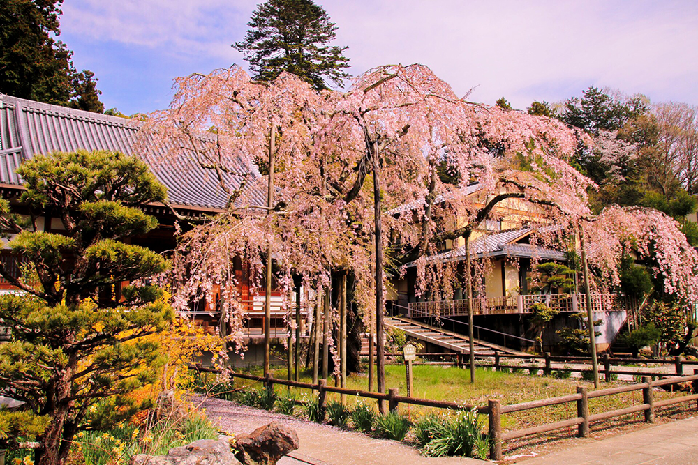樹齢約400年！桜の名木！太山寺のしだれ桜｜栃木市