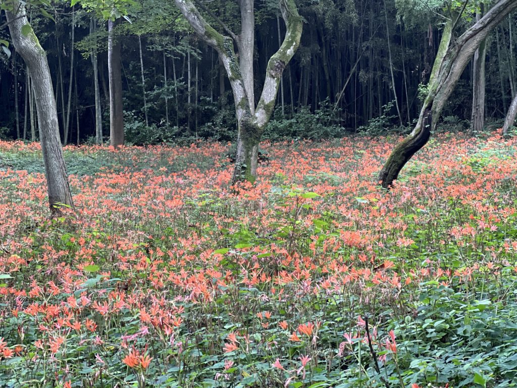 花　三毳山　栃木県　とちぎのしゅし